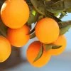 Lane Late Navel Orange -Garden Plant Store Late Lane Orange FGT 600x600 c4f236f7 c645 4f93 8660 8105f35ecf3a
