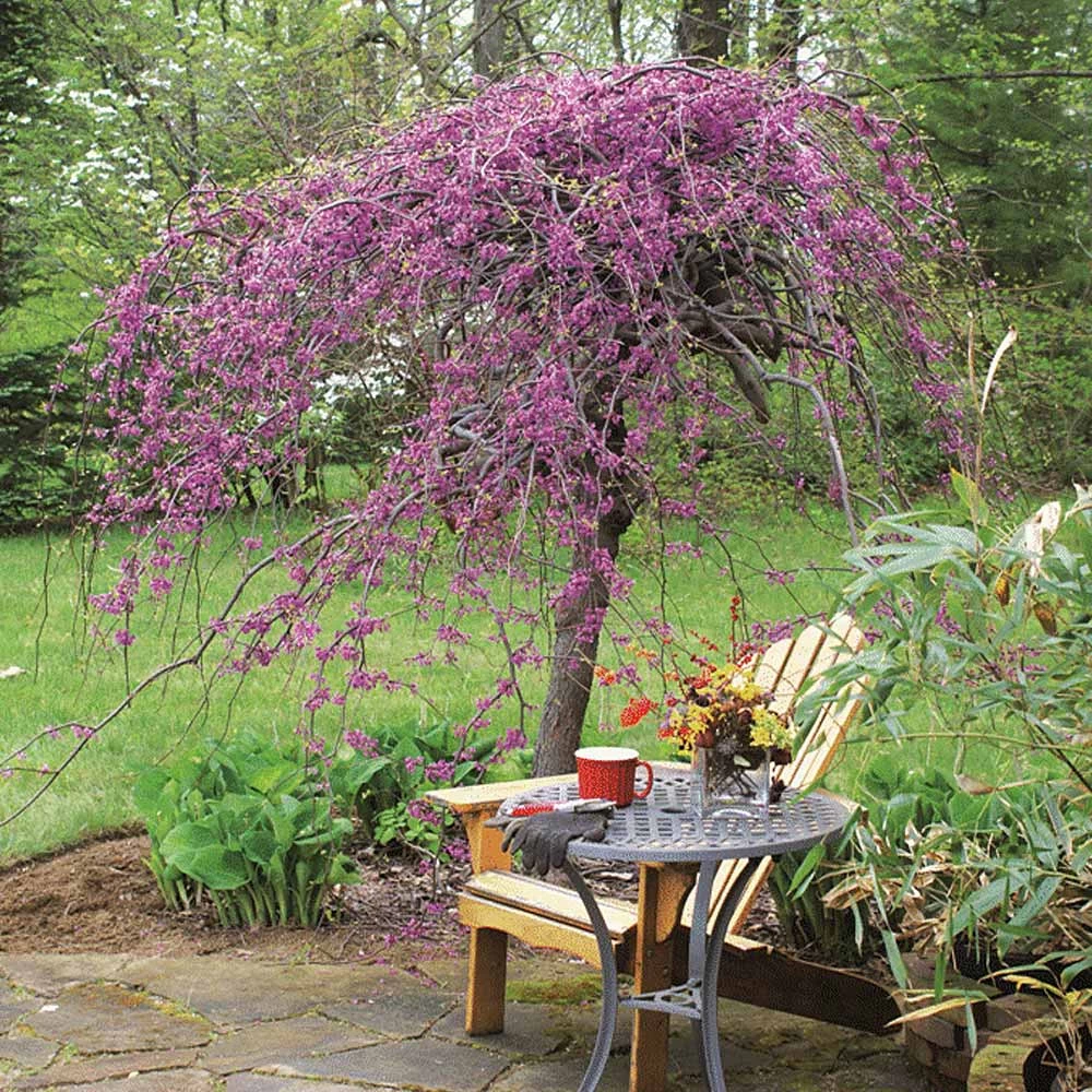 Lavender Twist® Weeping Redbud Tree 5 Lavender Twist® Weeping Redbud Tree - Image 3
