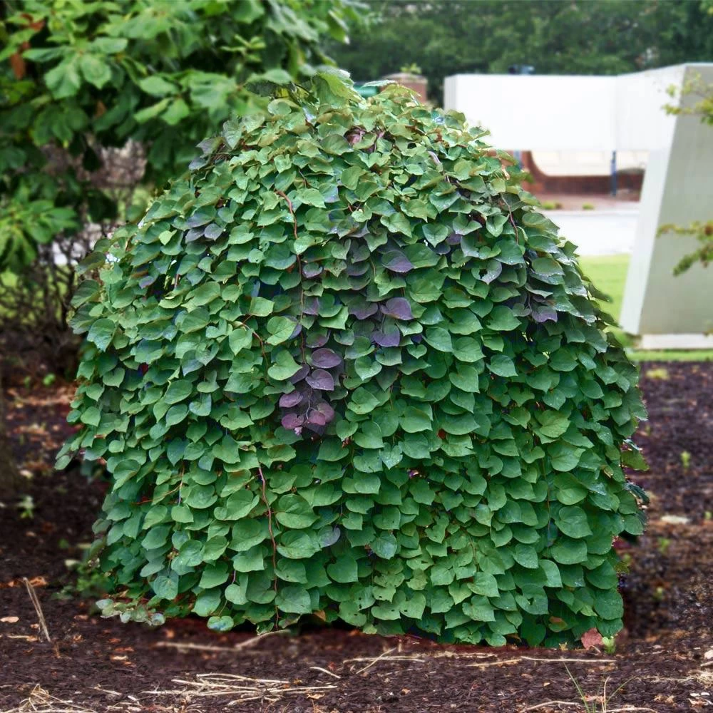 Lavender Twist® Weeping Redbud Tree 4 Lavender Twist® Weeping Redbud Tree - Image 2