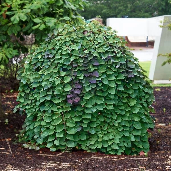 Lavender Twist® Weeping Redbud Tree 3 Lavender Twist® Weeping Redbud Tree