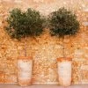 Lecciana Olive Tree -Garden Plant Store Lecciana Olive Tree 1