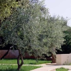 Lecciana Olive Tree -Garden Plant Store Lecciana Olive Tree 3