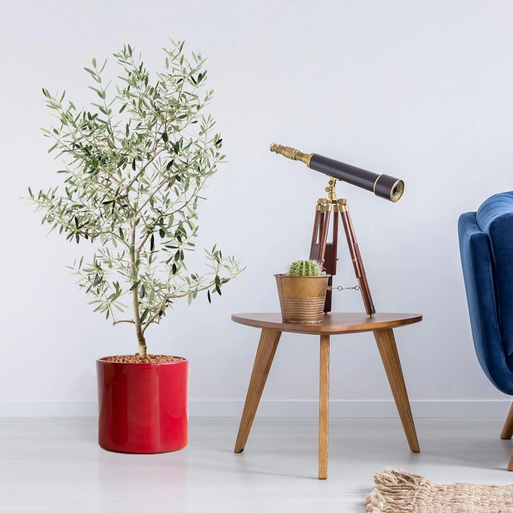 Leccino Olive Tree 4 Leccino Olive Tree - Image 2