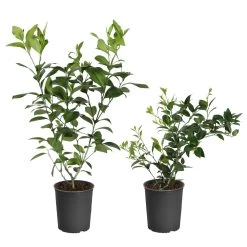 Meyer Lemon + Key Lime Bush Pack 10 Meyer Lemon + Key Lime Bush Pack -Garden Plant Store Lemon and LimeBushes 5ed8c5a7 14fa 4c58 93bb 9b06a0c16cba