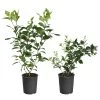 Meyer Lemon + Key Lime Bush Pack -Garden Plant Store Lemon and LimeBushes 600x600 f4eb854f 8bc3 4a71 97e4 c0c5ff000e80