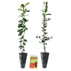 Meyer Lemon + Key Lime Tree Pack -Garden Plant Store Lemon and LimeTrees2