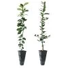 Meyer Lemon + Key Lime Tree Pack 2 Meyer Lemon + Key Lime Tree Pack -Garden Plant Store Lemon and LimeTrees 600x600 7e66b743 a12b 4add 8d38 f0bb875cf7b0
