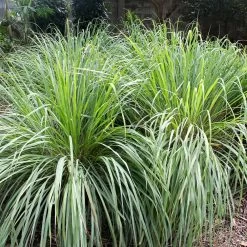 Lemon Grass Plant (Cymbopogon Citratus) -Garden Plant Store Lemon Grass 4