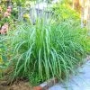 Lemon Grass Plant (Cymbopogon Citratus)