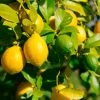 Lemon-Lime Citrus Bush 1 Lemon-Lime Citrus Bush -Garden Plant Store Lemon Lime Tree 600x600 21dd269a 3597 4ba1 a9b9 5a0b25c8cee4