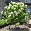 Limelight Hydrangea Tree -Garden Plant Store Limelight Hydrangea Tree FGT 600x600 e0352a94 f738 4470 b7a5 056d2defa892