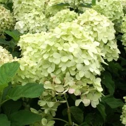 Limelight Hydrangea Tree -Garden Plant Store Limelight Hydrangea Tree 4 FGT