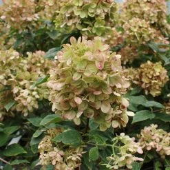 Limelight Hydrangea Tree -Garden Plant Store Limelight Hydrangea Tree 5 FGT