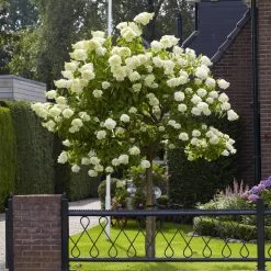 Limelight Hydrangea Tree -Garden Plant Store Limelight Hydrangea Tree 6 FGT