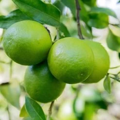 Limequat Citrus Tree 8 Limequat Citrus Tree -Garden Plant Store Limequat 1 FGT