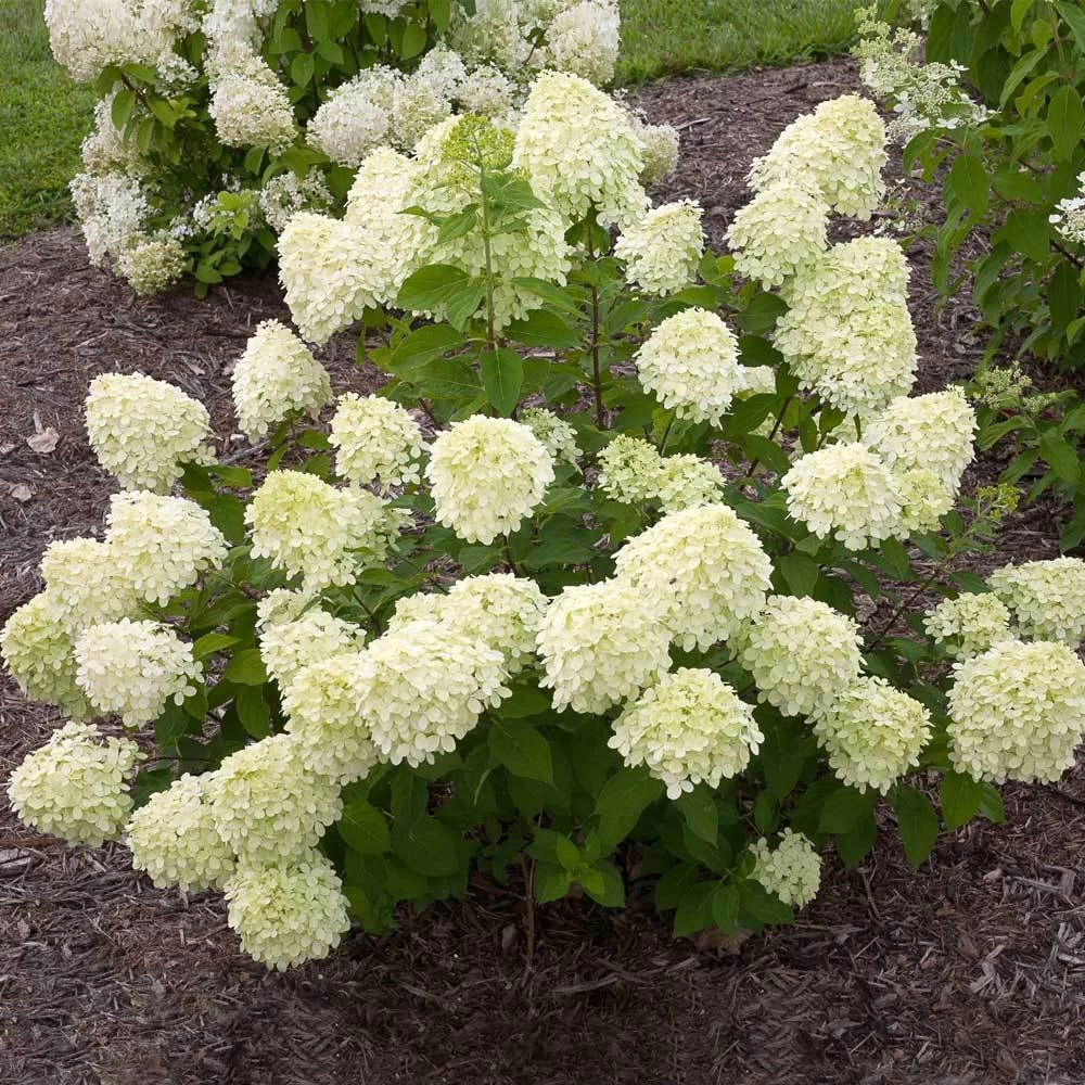 Little Lime® Hydrangea Shrub 4 Little Lime® Hydrangea Shrub - Image 2