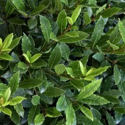 Little Ragu® Sweet Bay Shrub 8 Little Ragu® Sweet Bay Shrub -Garden Plant Store Little Ragu Sweet Bay 2