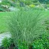 Little Kitten Maiden Grass -Garden Plant Store Little kitten Madien Grass 600x600 d6dfc452 4439 47ec b6c2 1cb63ed67bfb