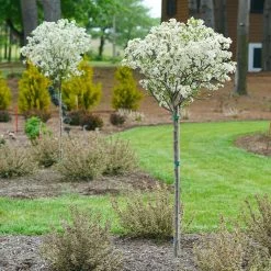 Lollipop® Crabapple Tree -Garden Plant Store Lollipop Crabapple 4