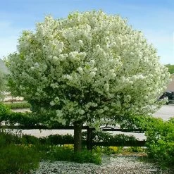 Featured Products 15 Lollipop® Crabapple Tree