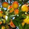 Loring Peach Tree (USDA Organic) -Garden Plant Store Loring Peach 600x600 bcd54c64 5541 46c2 a509 5c41a78c8801