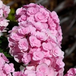 Love Hydrangea -Garden Plant Store Love Hydrangea 2 FGT