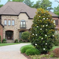 Featured Products -Garden Plant Store Lttle Gem Magnolia 1 FGT