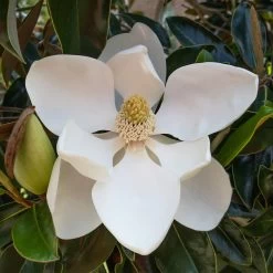 Little Gem Magnolia Tree -Garden Plant Store Lttle Gem Magnolia 2 FGT