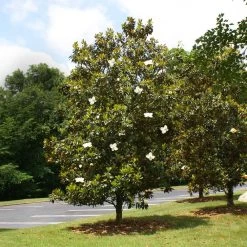 Little Gem Magnolia Tree -Garden Plant Store Lttle Gem Magnolia 4