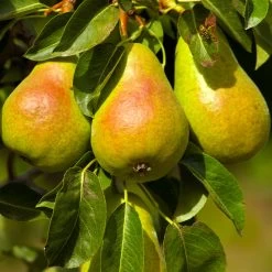 Luscious Pear Tree 9 Luscious Pear Tree -Garden Plant Store Luscious Pear 4 FGT