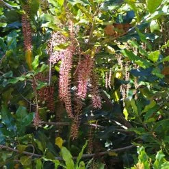 Macadamia Nut Tree -Garden Plant Store Macadamia Nut Tree 2