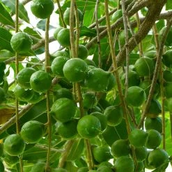 Macadamia Nut Tree -Garden Plant Store Macadamia Nut Tree 3