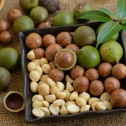 Macadamia Nut Tree -Garden Plant Store Macadamia Nut Tree 6 FGT
