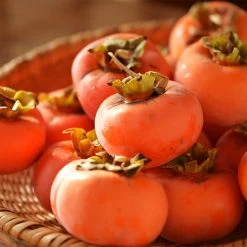 Weeping Persimmon 7 Weeping Persimmon -Garden Plant Store Magic Fountain Weeping Persimmon 2