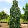 Weeping Persimmon -Garden Plant Store Magic Fountain Weeping Persimmon 600x600 bc23161f b03d 405c b030 48913a5cb84e