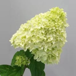 Magical® Candle Hydrangea Shrub -Garden Plant Store Magical Candle 2