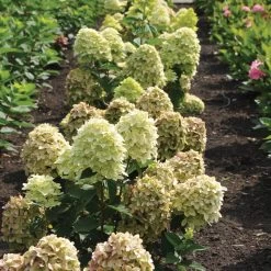 Magical® Candle Hydrangea Shrub -Garden Plant Store Magical Candle 3