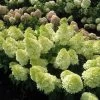 Magical® Candle Hydrangea Shrub 1 Magical® Candle Hydrangea Shrub -Garden Plant Store Magical Candle 600x600 FGT