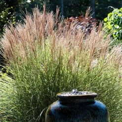 Morning Light Miscanthus -Garden Plant Store Maiden Grass Morning light 2 FGT