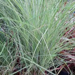 Morning Light Miscanthus -Garden Plant Store Maiden Grass Morning light 5