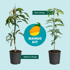 Alphonso Mango 14 Alphonso Mango -Garden Plant Store Mango Kit Graphic dc77f6db ee29 43d2 85de 9f3718171195