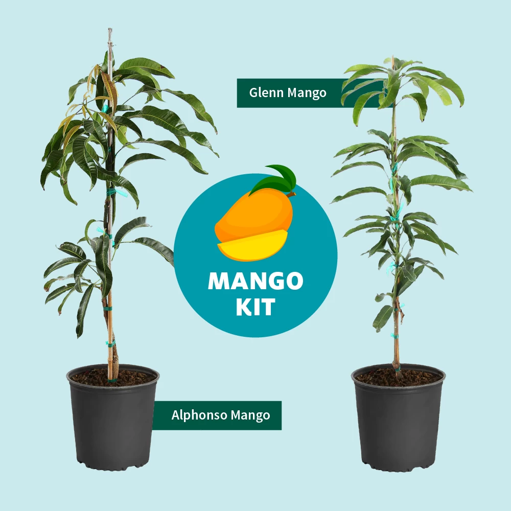 Alphonso Mango 8 Alphonso Mango - Image 7