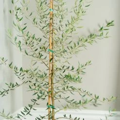 Manzanillo Olive Tree -Garden Plant Store Manzanilla Olive Tree 2