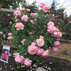 Marc Chagall™ Rose -Garden Plant Store Marc Chagall