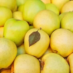 Mutsu (Crispin) Apple Tree -Garden Plant Store Matsu Crispin Apple 2 911ff493 b5f3 4735 b48a e3117551cc55