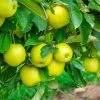 Mutsu (Crispin) Apple Tree -Garden Plant Store Matsu Crispin Apple FGT 600x600 f11d200b 9c26 4640 801d bee6ec3e5a08