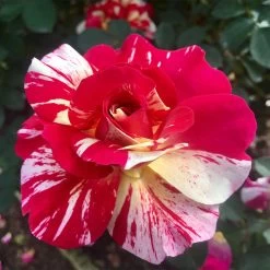 Maurice Utrillo™ Rose Tree -Garden Plant Store Maurice Utrilo Rose Tree 2