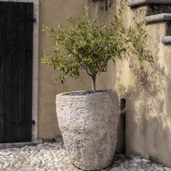 Maurino Olive Tree -Garden Plant Store Maurino Olive FGT 2
