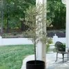 Maurino Olive Tree -Garden Plant Store Maurino Olive FGT 600x600 1d7adff6 9ee1 4fb9 8098 b56388f68971