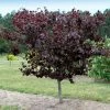 Merlot Redbud Tree -Garden Plant Store Merlot Redbud 600x600 dcb12f0f 23be 4d18 856c 0208116d3a6e